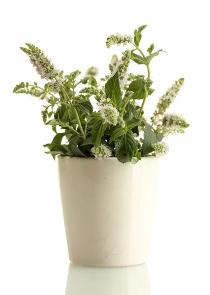 Menta fresca con flores en taza, aislada en blanco — Foto de Stock