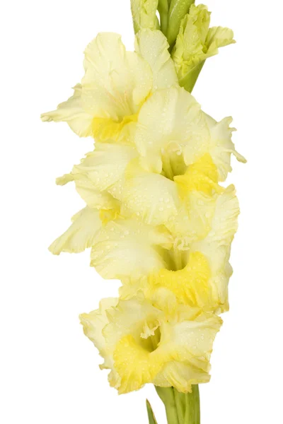 Gren av gula gladiolus på vit bakgrund närbild — Stockfoto