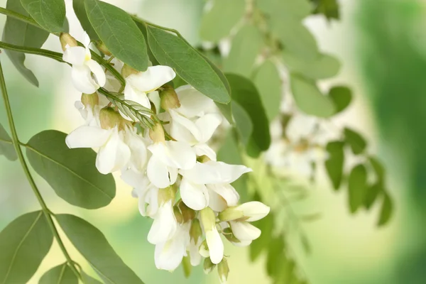 Ramo di fiori di acacia bianca su sfondo verde — Foto Stock