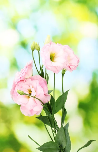 Boeket van eustoma bloemen, op groene achtergrond — Stockfoto