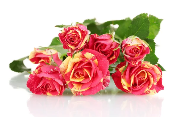 Krásná červeno žlutá růže na bílém pozadí detail — Stock fotografie