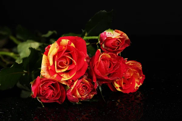 Beautiful red-yellow roses on black background close-up — Stock Photo, Image