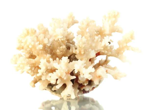 Koral morze na białym tle — Zdjęcie stockowe
