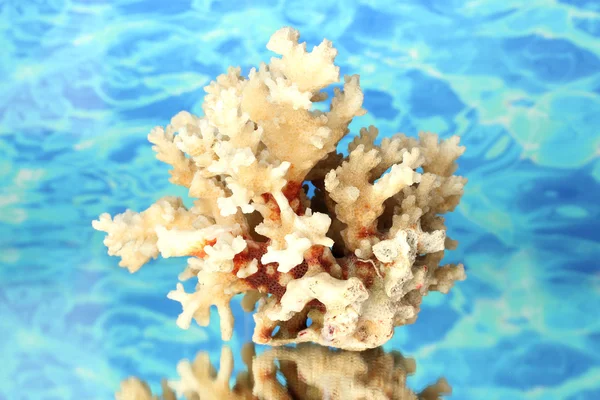 Coral marino sobre fondo de agua close-up — Foto de Stock
