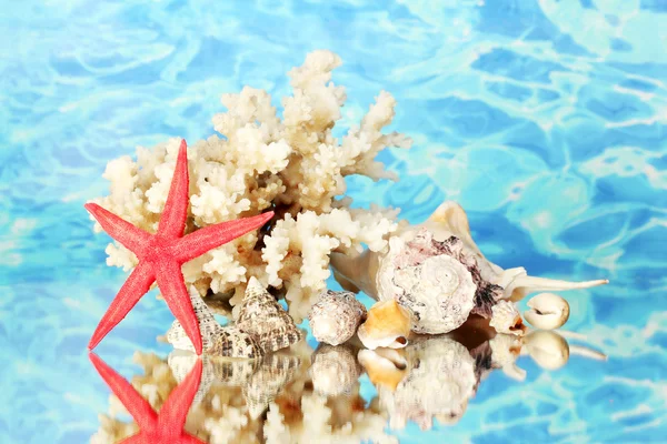 Deniz kabukları üzerinde su arka plan yakın çekim ile mercan — Stok fotoğraf