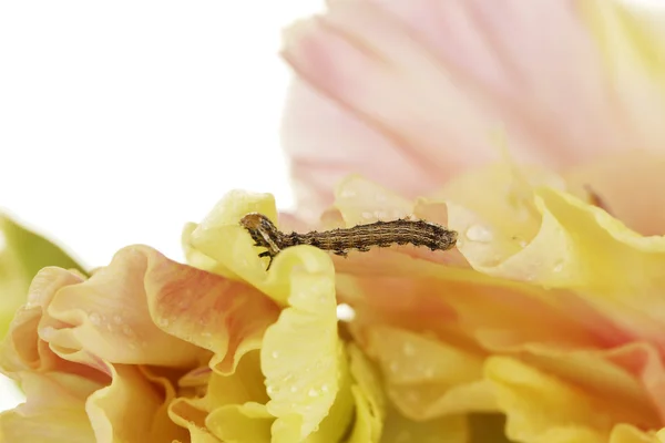 Гусеница ползает на гладиолусе крупным планом — стоковое фото