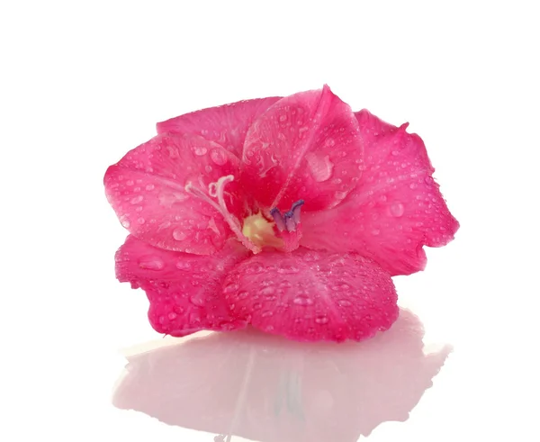 Schöne Knospe von rosa Gladiolen isoliert auf weißer Nahaufnahme — Stockfoto