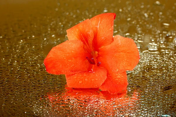 Beautiful bud of orange gladiolus on golden background close-up — Stock Photo, Image