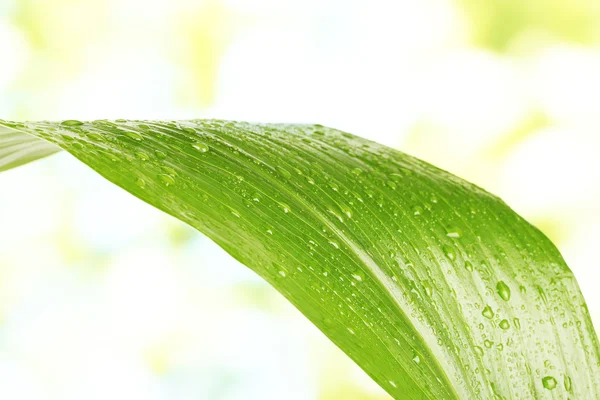Beautiful green leaf with drops of water on green background close-up — Stock Photo, Image