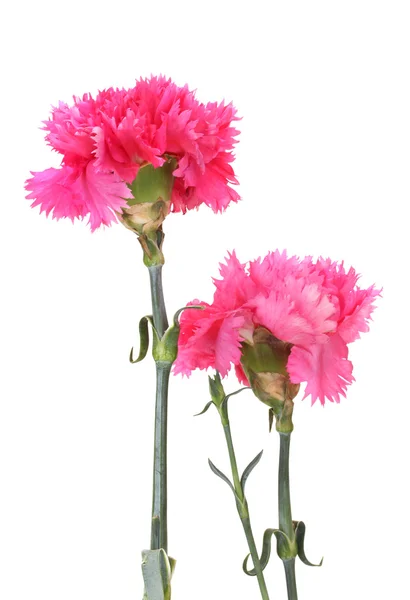 Hermosos claveles rosados aislados en blanco — Foto de Stock