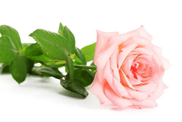 Růžová růže izolovaná na bílém — Stock fotografie