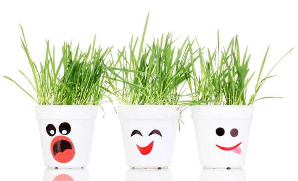 Een potten van gras geïsoleerd op wit — Stockfoto