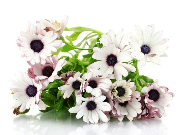 美しい夏の花、白で隔離されるの花束 — ストック写真