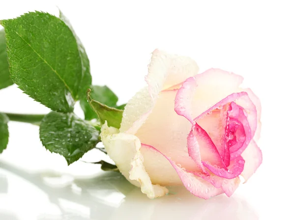 Dzie róża różowy, na białym tle — Zdjęcie stockowe