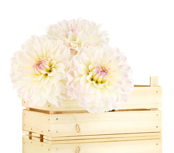 Beautiful white dahlias in wooden box isolated on white — Stock Photo, Image