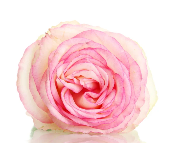 Рожева троянда Beautifu, ізольована на білому — стокове фото
