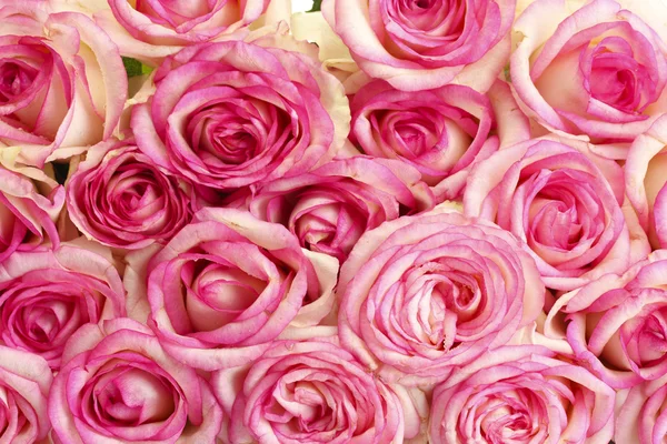 束美丽的粉红色玫瑰，关闭 — 图库照片