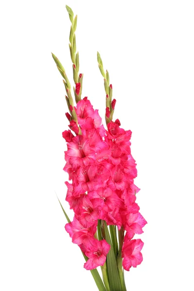 Hermoso ramo de gladiolos rosados, aislado en blanco —  Fotos de Stock