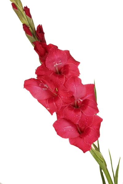 Tak van roze gladiolen op witte achtergrond close-up — Stockfoto