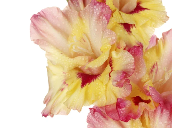 Zweig des gelb-rosa Gladiols auf weißem Hintergrund Nahaufnahme — Stockfoto