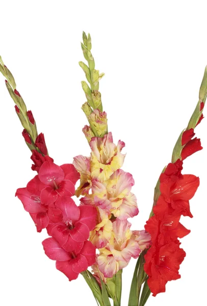 Strauß schöner bunter Gladiolen auf weißem Hintergrund Nahaufnahme — Stockfoto