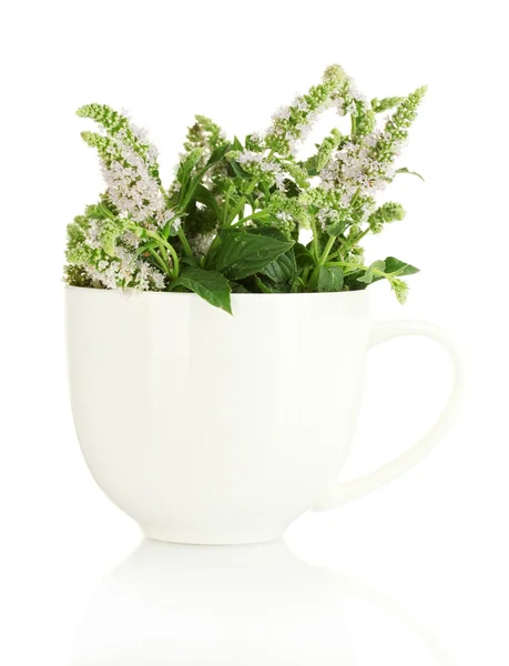 stock image Fresh mint with flowers in cup, isolated on white