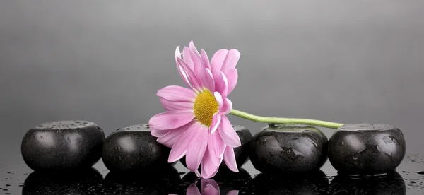 Wellness kameny a květiny s kapky vody na šedém pozadí — Stock fotografie