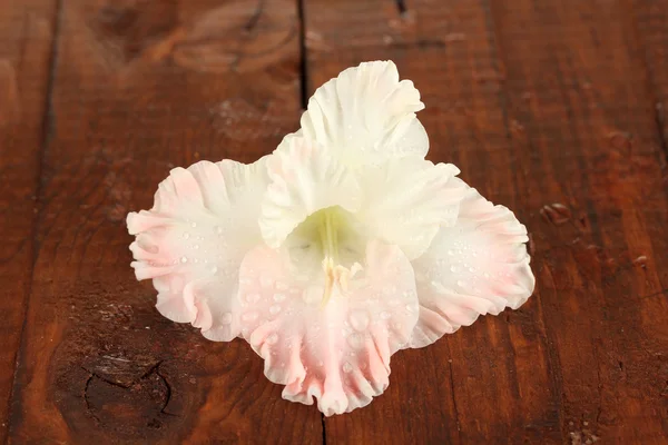 Belo botão de gladíolo rosa pálido em fundo de madeira close-up — Fotografia de Stock