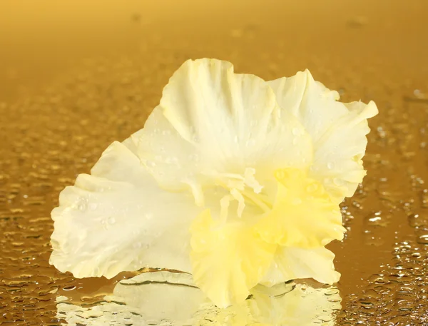 美芽的黄色唐菖蒲上金黄背景特写 — 图库照片