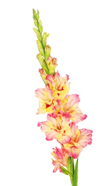 노란색-핑크 디올 흰 배경 클로즈업에의 — 스톡 사진