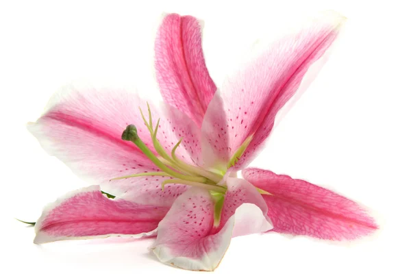 Gyönyörű rózsaszín liliom, elszigetelt fehér — Stock Fotó