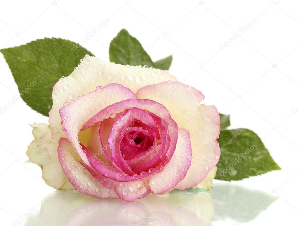 Beautifu pink rose, isolated on white