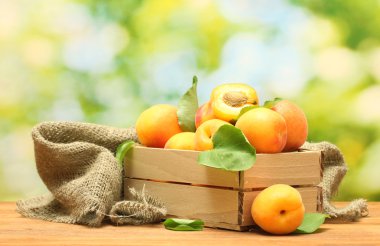 Ripe apricots with leaves in wooden box on wooden table on green background clipart