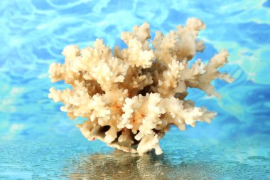 Sea coral on water background close-up clipart