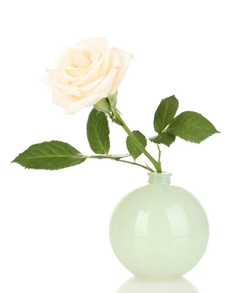 Vacker ros i vas isolerad på vit — Stockfoto