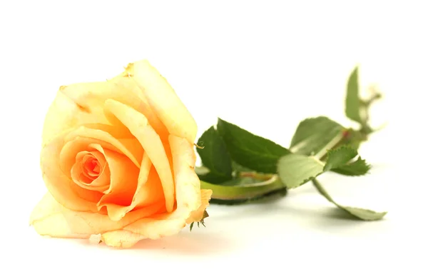 Hermosa rosa aislada en blanco —  Fotos de Stock