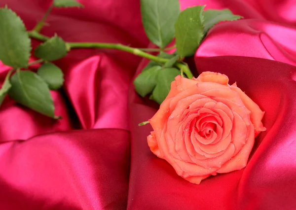 Belle rose sur tissu rouge — Photo