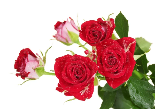 美丽的夹持玫瑰上白色背景特写 — 图库照片