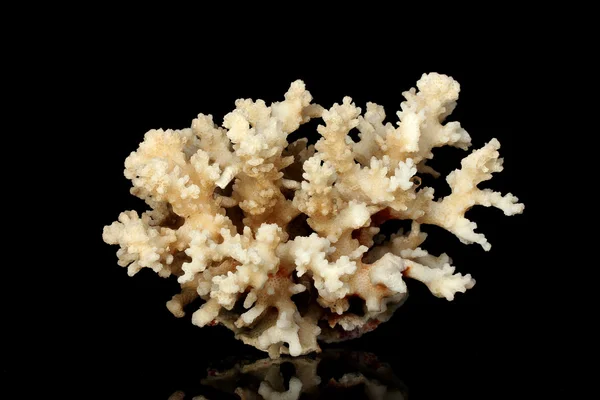 Corallo marino isolato su fondo nero — Foto Stock