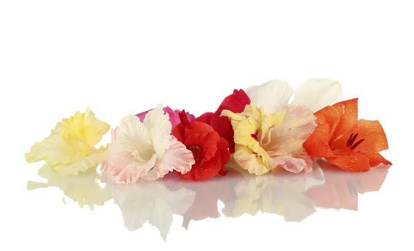 Vackra knoppar av färgglada gladiolus isolerad på vit närbild — Stockfoto