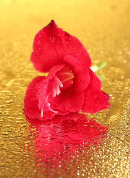 Beautiful bud of pink gladiolus on golden background close-up — Stock Photo, Image