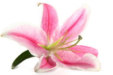 Beautiful pink lily, isolated on white clipart