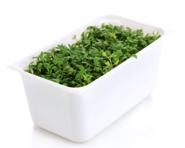 taze garden cress beyaz plastik kutu üzerinde beyaz izole