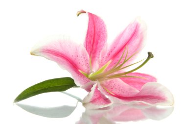 Beautiful pink lily, isolated on white clipart