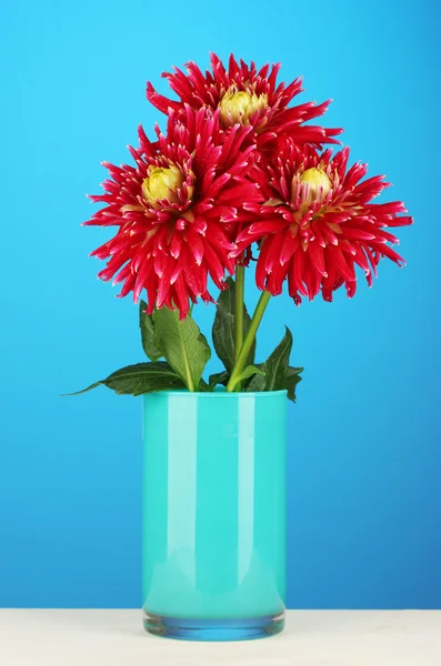 Beautiful red dahlias in vase on blue background close-up — Stock Photo, Image