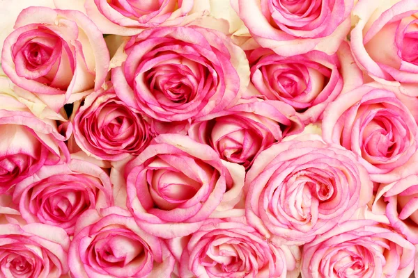 Beautiful bouquet of pink roses, close up — Stock Photo, Image