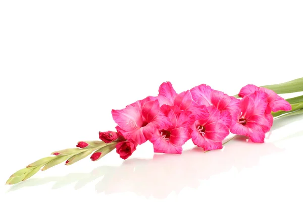 Красивый розовый гладиолус, изолированный на белом — стоковое фото