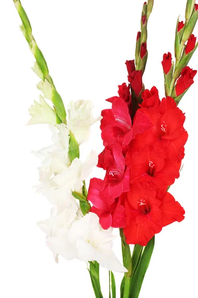 Ramo de hermosos gladiolos de colores sobre fondo blanco de cerca — Foto de Stock