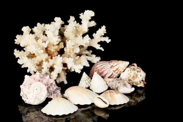 Coral marinho com conchas isoladas em preto — Fotografia de Stock