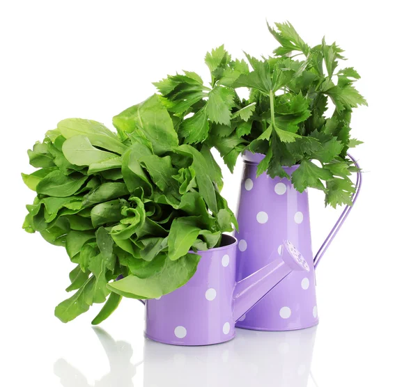 Fresh herbs in purple watering pot isolated on white — Stock Photo, Image